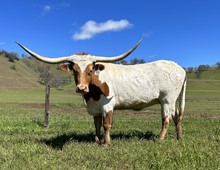 FHR ROWDY COWGIRL