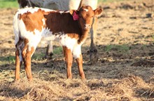 2023 Starbright Bull