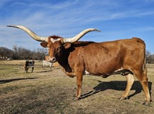 Rikki-Tikki-Tavi DSM