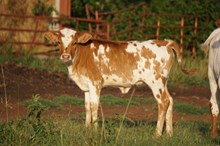 UNREGISTERED CALF