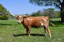BCR True Rose 943